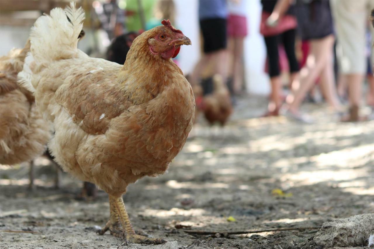 圣佐治欧斯帕贡Honigtal Farmland别墅 外观 照片